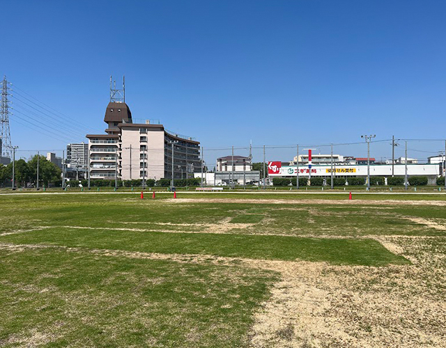 天然芝の再利用2